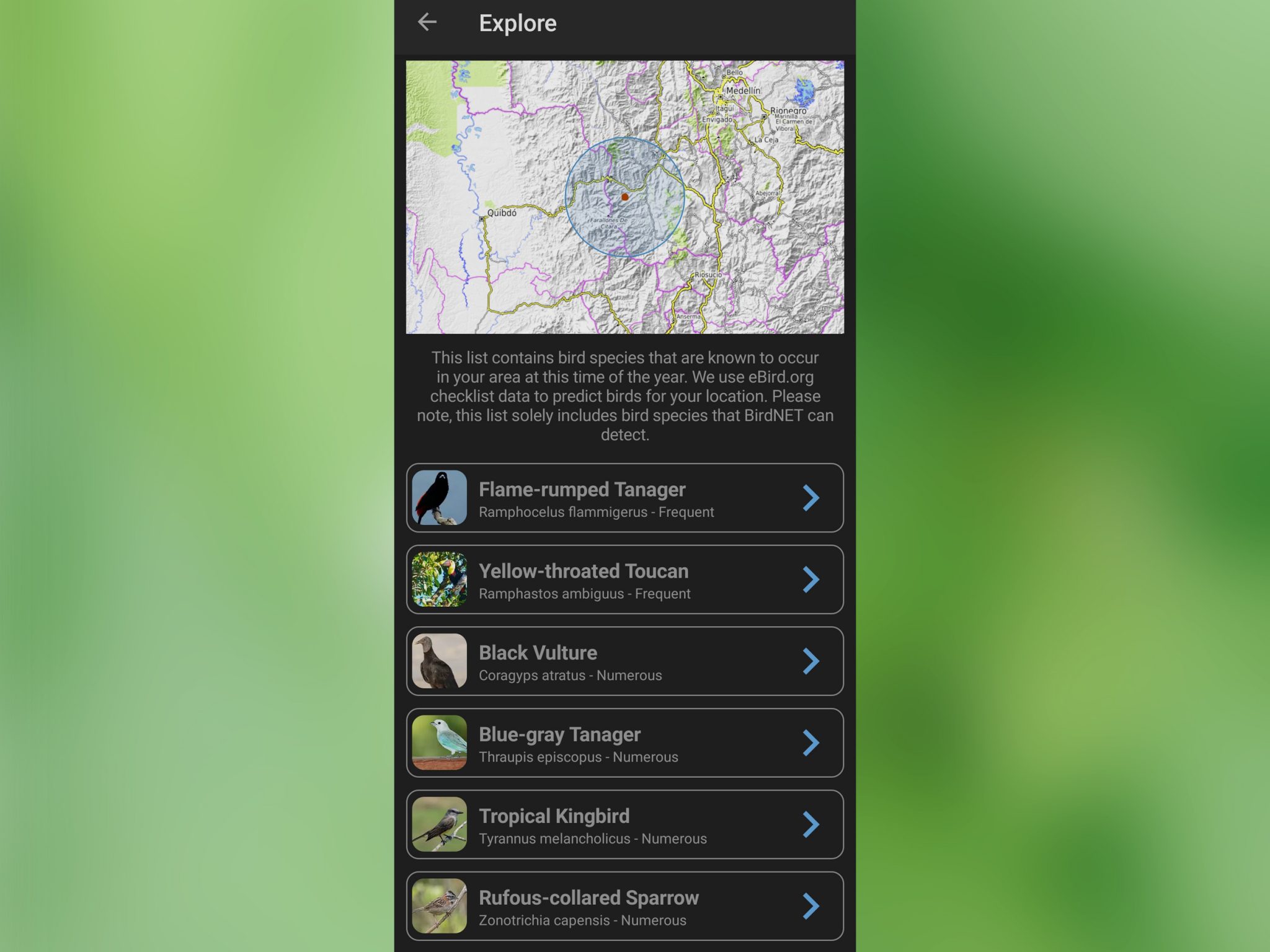Probando BirdNET, una App que identifica sonidos de aves con ...