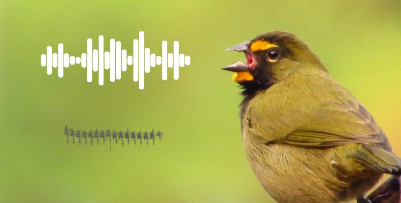 Consejos para identificar aves por el sonido - Sonogramas aves