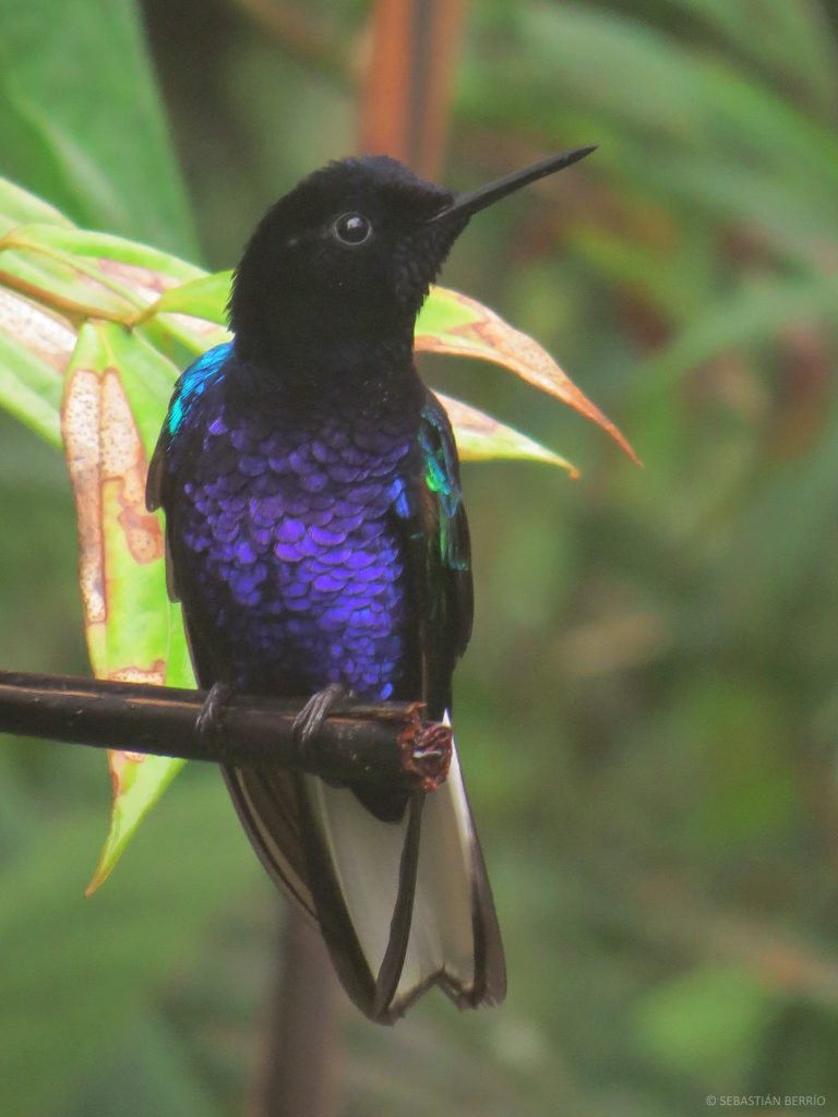 Colibrí sietecolores (Boissonneaua jardini) / Velvet-purple Coronet. 📷 Sebastián Berrío. (Alto de Guaduas, Cármen de Atrato)