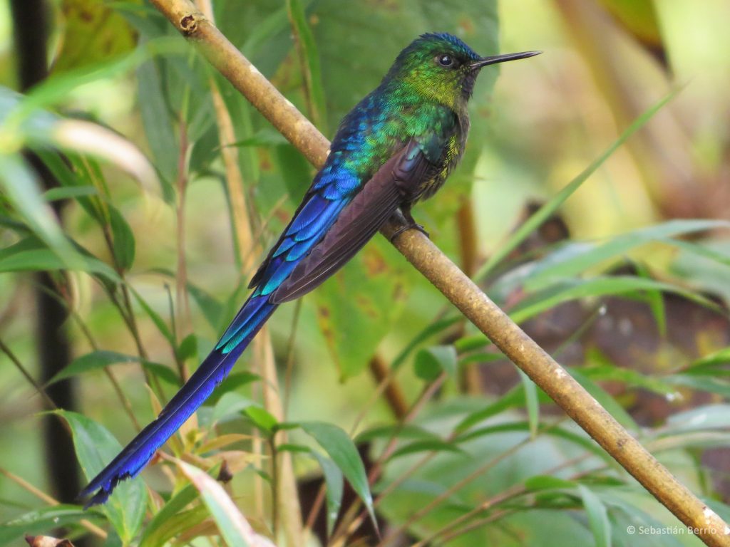 Silfo colivioleta (Aglaiocercus coelestis) / Violet-tailed Sylph. 📷: Sebastián Berrío (Alto de Guaduas, Carmen de Atrato)