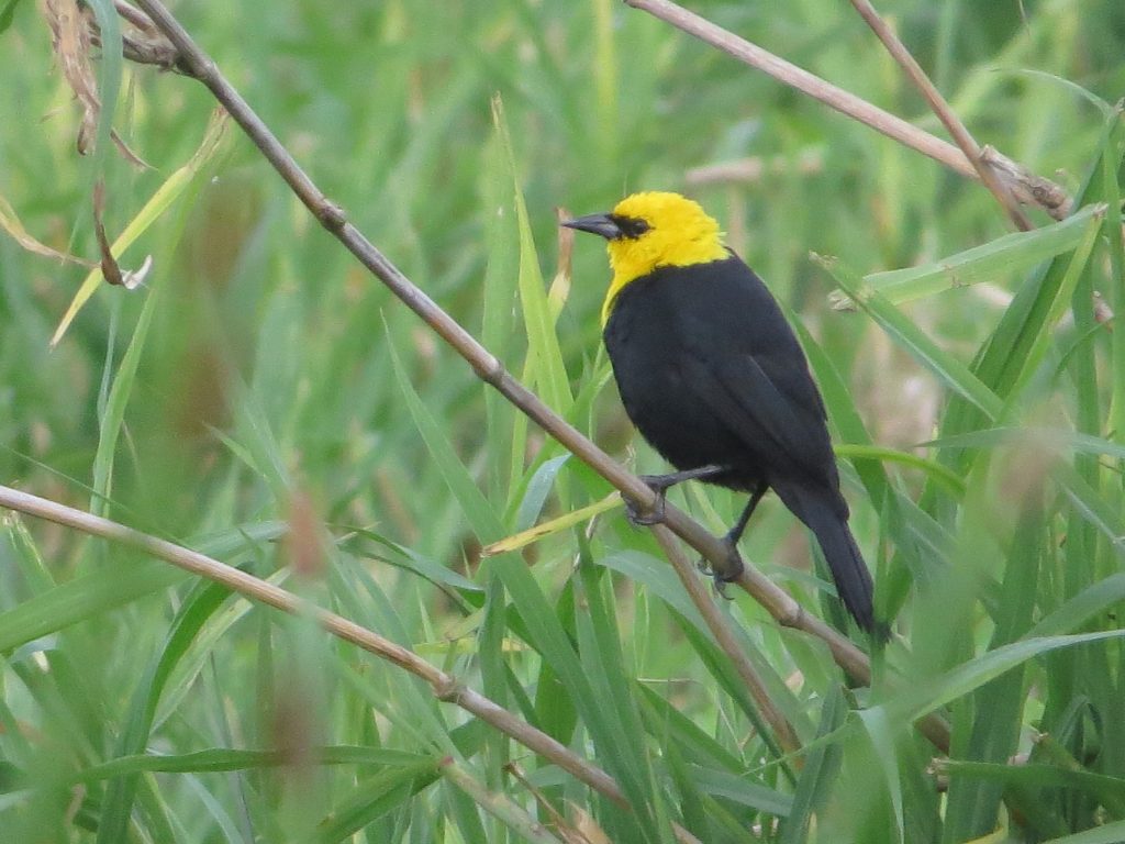 Monjita cabeciamarilla (Chrysomus icterocephalus) en La Argentina, Huila.