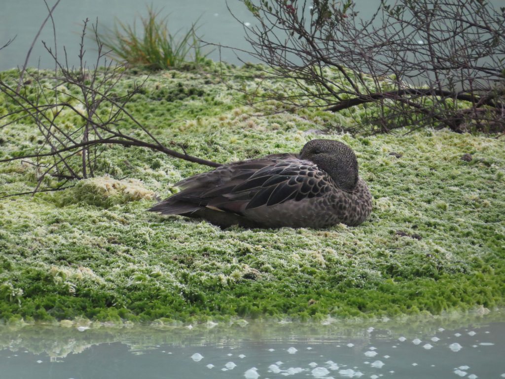 Pato andino (Anas andium) descansando sobre una turbera en los Termales de San Juan