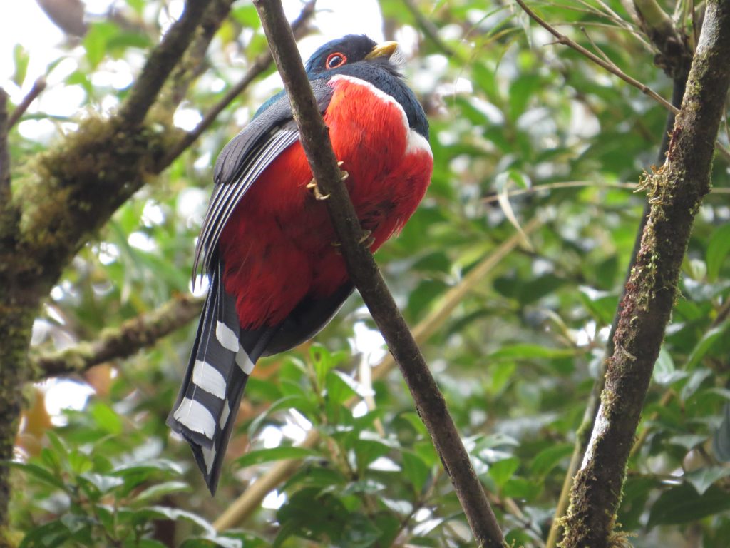 Trogón enmascarado (Trogon personatus) en el sendero hacia los Termales de San Juan