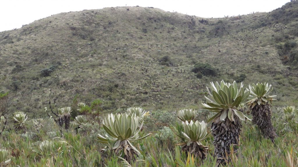 Valle de Frailejones - Parque Nacional Natural Puracé
