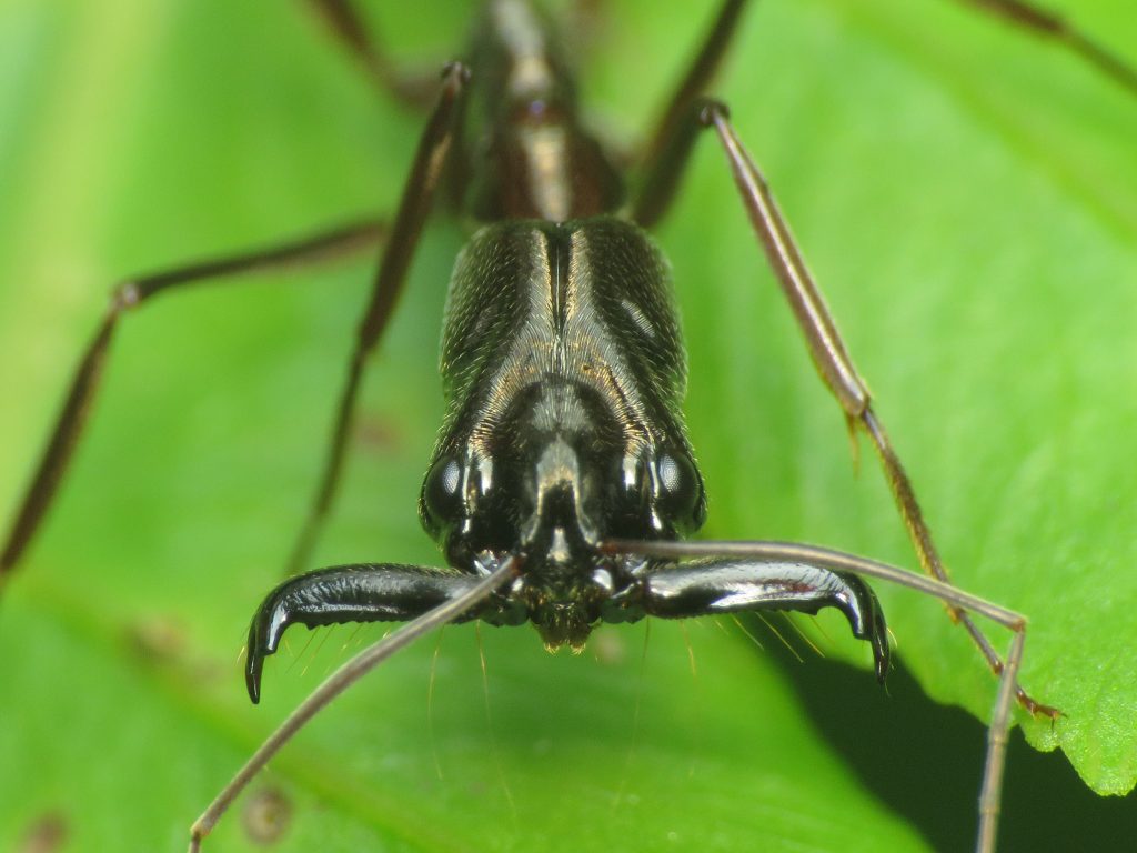 Hormiga (Odontomachus sp.) (Hymenoptera: Formicidae). 📷: Sebastián Berrío