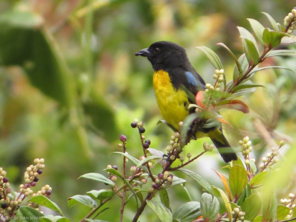 Bangsia aurinegra (Bangsia melanochlamys) / Black-and-gold Tanager. 📷: Sebastián Berrío (Alto de Guaduas, Carmen de Atrato)