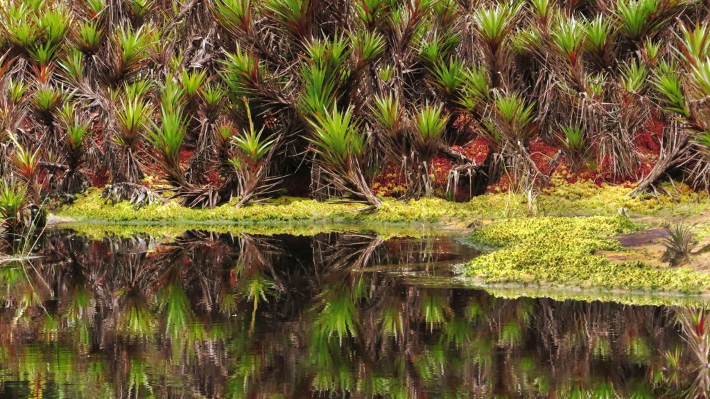 Gran parte de la laguna El Dorado está cubierta por una espesa capa de bromelias. 📷: Sebastián Berrrío
