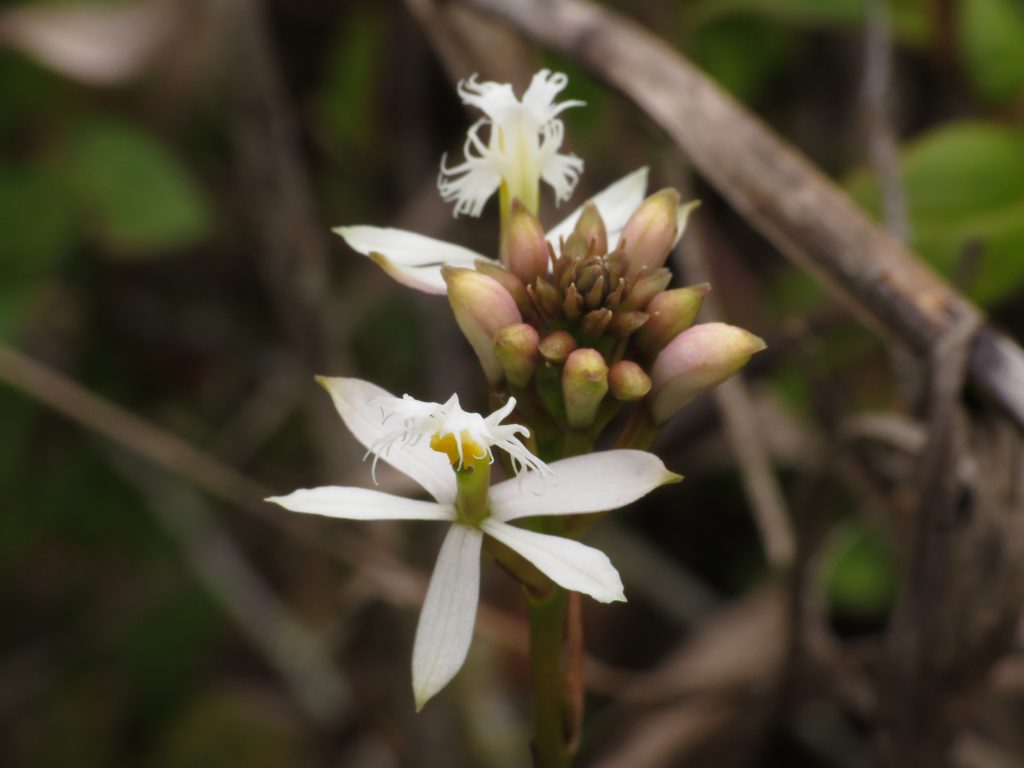 La laguna El Dorado está rodeada por gran variedad de plantas, como esta Epidendrum sp. 📷: Sebastián Berrío