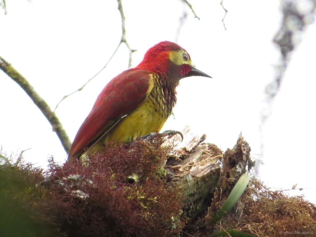 Carpintero carmesí (Colaptes rivolii) / Crimson-mantled Woodpecker. 📷: Sebastián Berrío