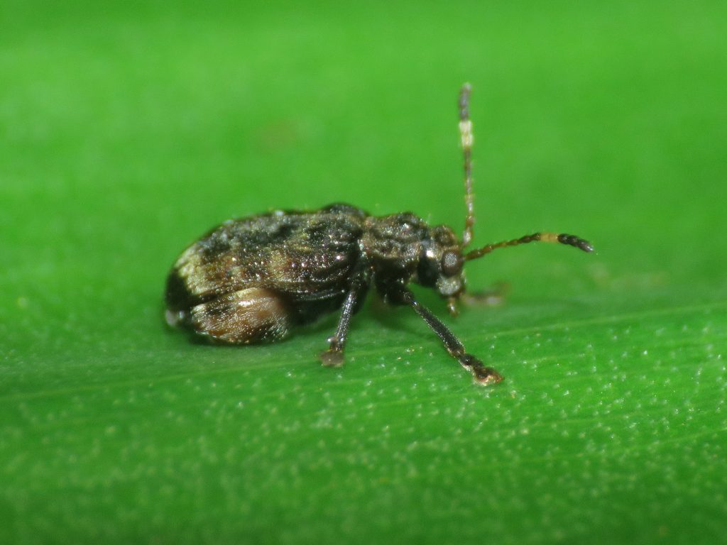 Fotografía macro de un insecto con flash integrado, sin difusor. Modo P, ISO 250