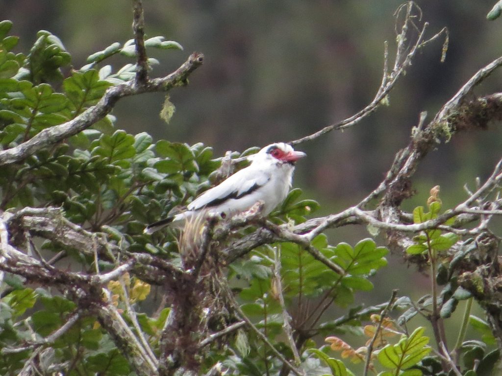 Algodonero (Tityra semifasciata). 📷: Sebastián Berrío