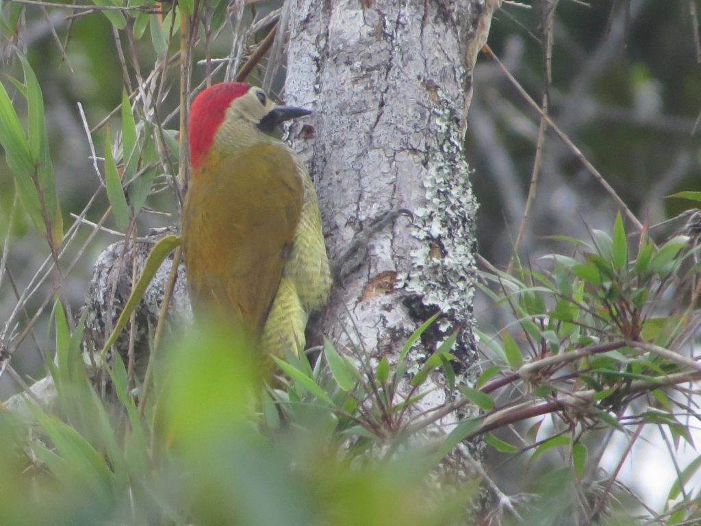 Carpintero cariblanco (Colaptes rubiginosus) / Golden-olive Woodpecker. Cerro Chimborazo, Campamento, Antioquia