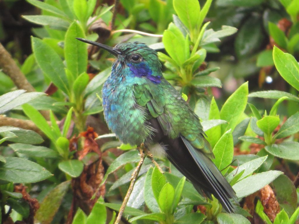 Colibrí chico (Colibri cyanotus) / Lesser Violetear. Reserva Natural Merenberg.📷: Sebastián Berrío