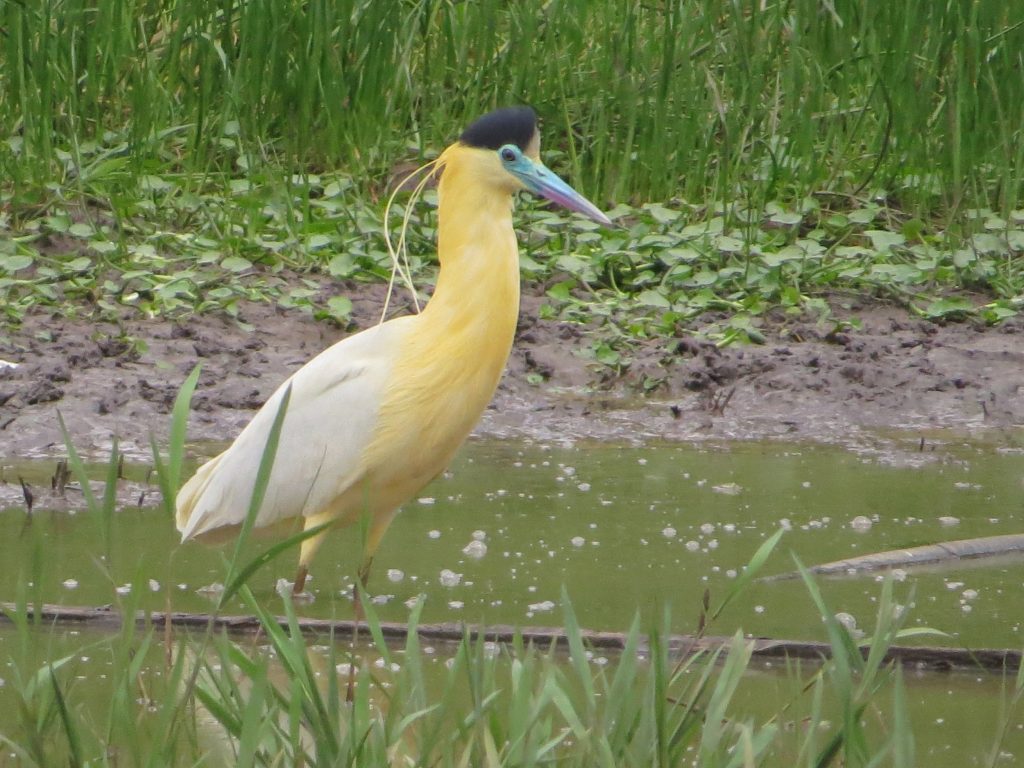 Garza crestada (Pilherodius pileatus) en La Argentina, Huila.