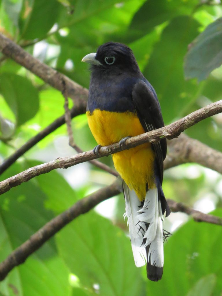 Trogón coliblanco (Trogon chionurus) / White-tailed Trogon. 📷: Sebastián Berrío