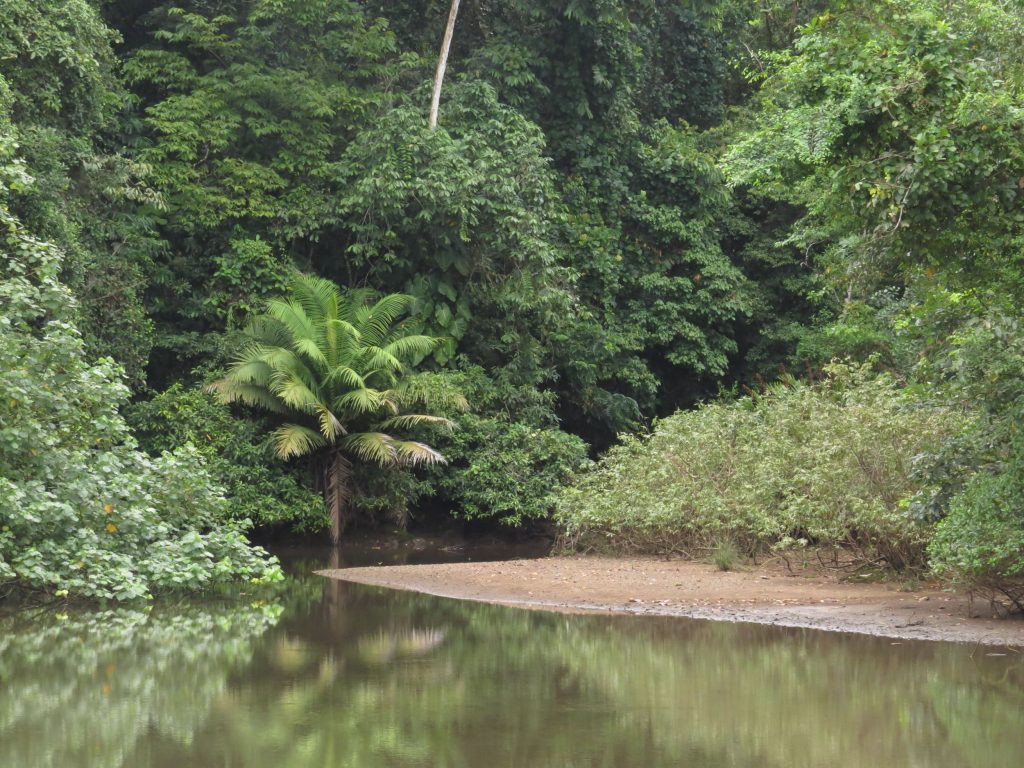 Entrada a Río Terco (Nuquí, Chocó)