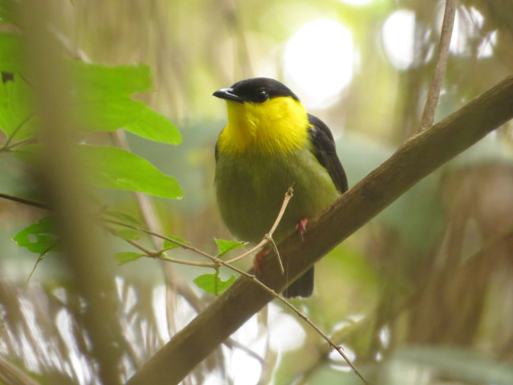 Saltarín cuellidorado (Manacus vitellinus) / Golden-collared Manakin. 📷: Sebastián Berrío