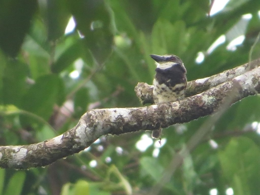 Bobito de Noanamá (Bucco noanamae) / Sooty-capped Puffbird / 📷: Sebastián Berrío