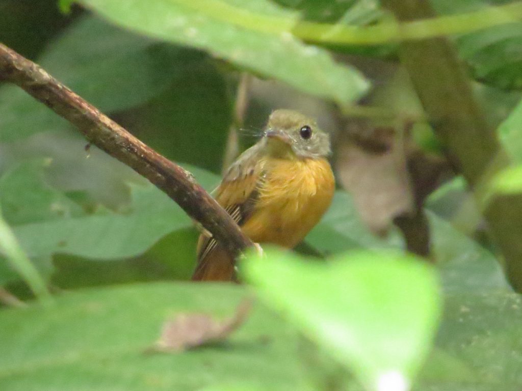 Atrapamoscas colirrufo (Terenotriccus erythrurus) / Ruddy-tailed Flycatcher. 📷: Sebastián Berrío