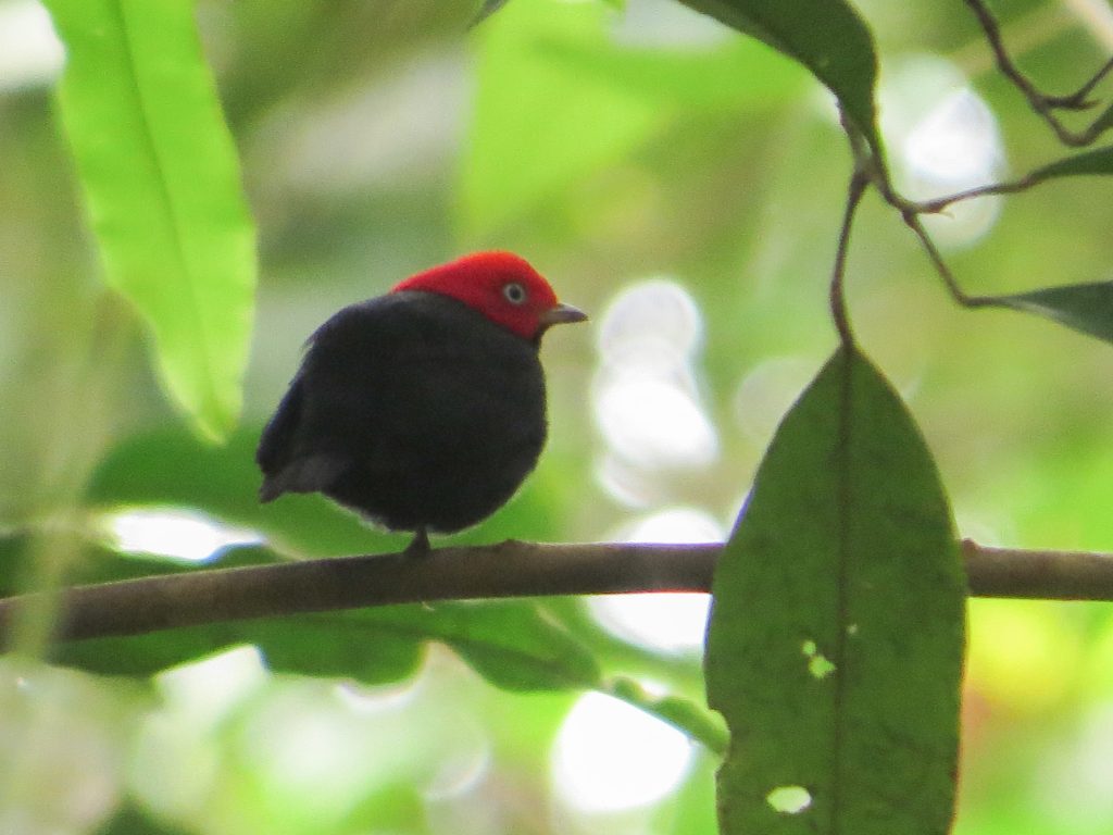 Saltarín cabecirrojo (Ceratopipra mentalis) / White-capped Manakin. 📷: Sebastián Berrío