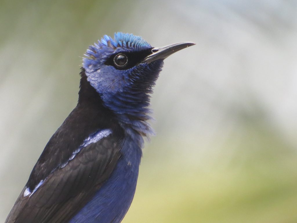 Mielero patirrojo (Cyanerpes cyaneus) / Red-legged Honeycreeper. 📷: Sebastián Berrío