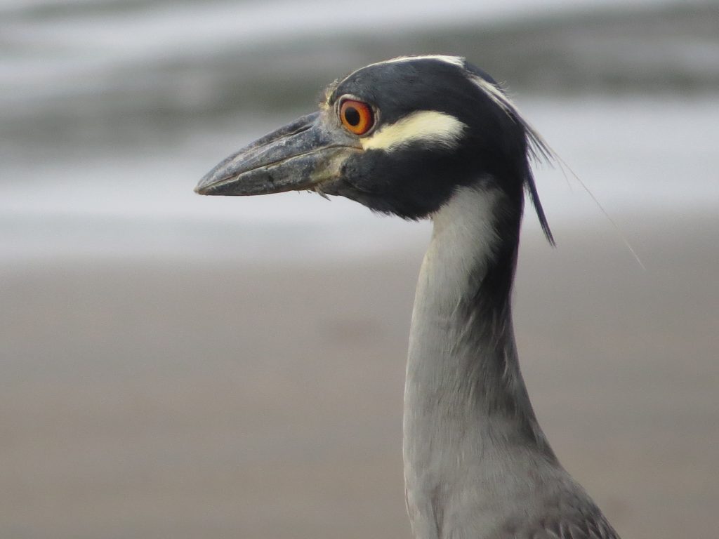 Guaco manglero (Nyctanassa violacea) / Yellow-crowned Night-heron. 📷: Sebastián Berrío