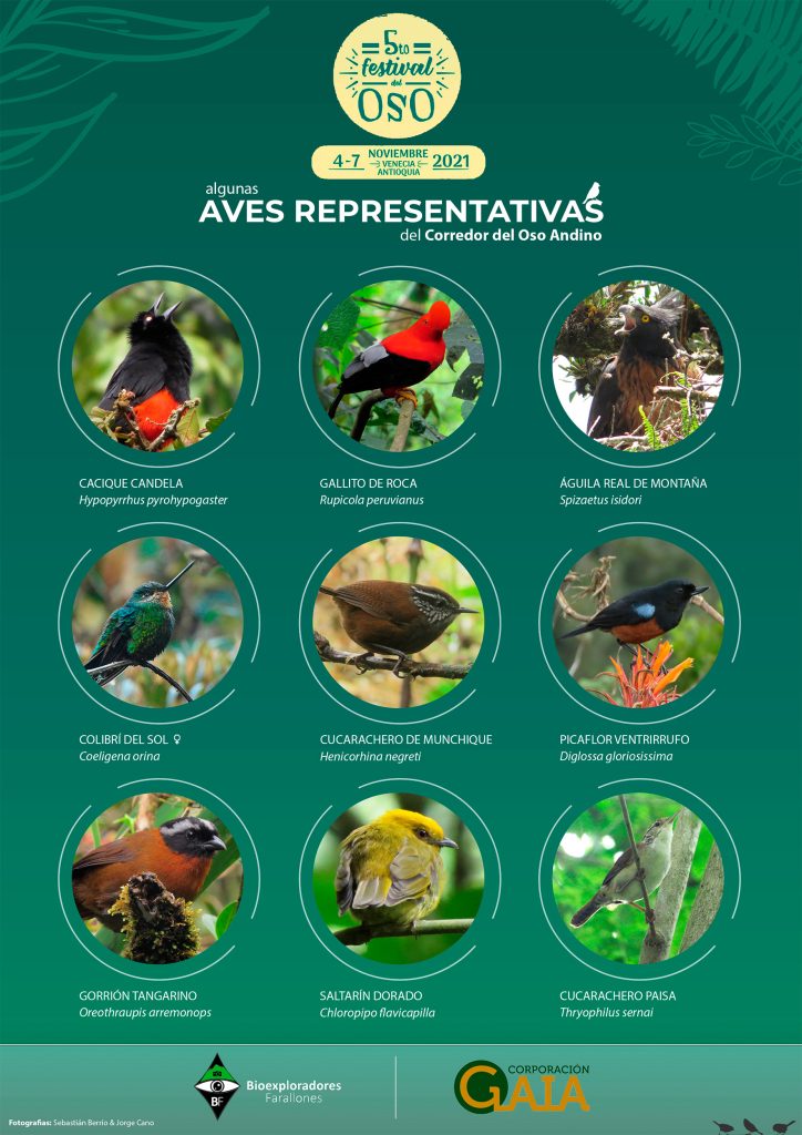 Algunas aves representativas del Corredor del Oso Andino en el suroeste antioqueño