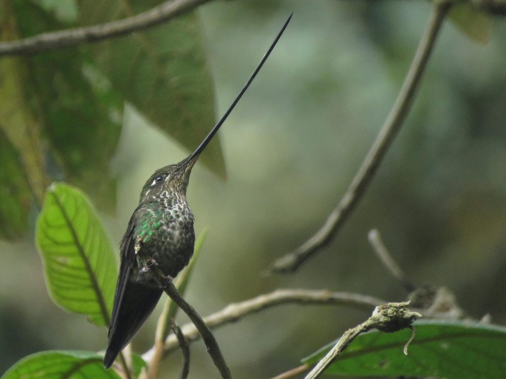 Ensifera ensifera - Colibrí pico espada - aves y plantas