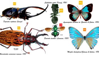 Insectos amenazados de Colombia