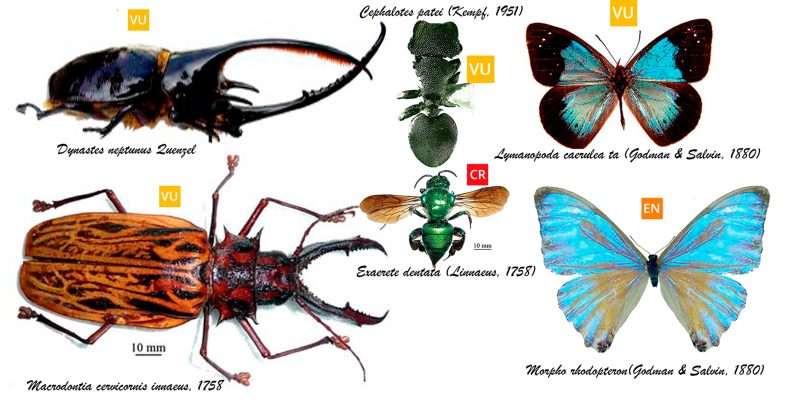 Insectos amenazados de Colombia