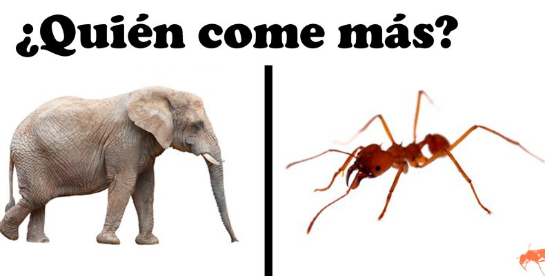 Alometría en tasa metabólica de hormigas y elefantes